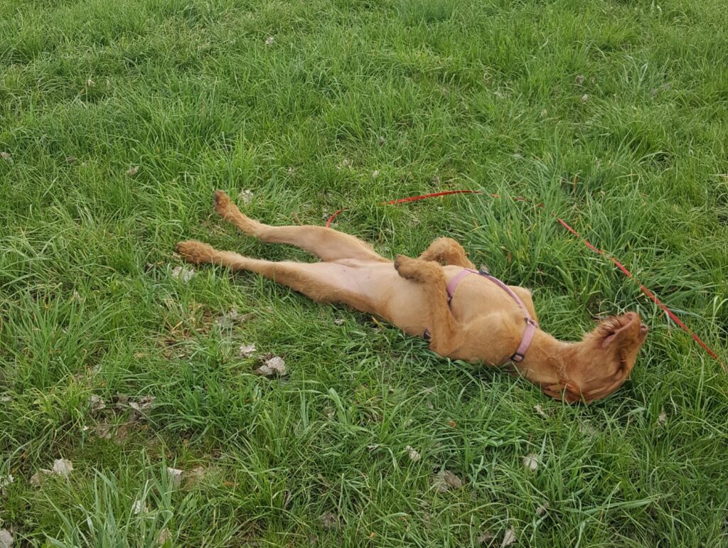 Hund liegt müde im Gras auf dem Rücken