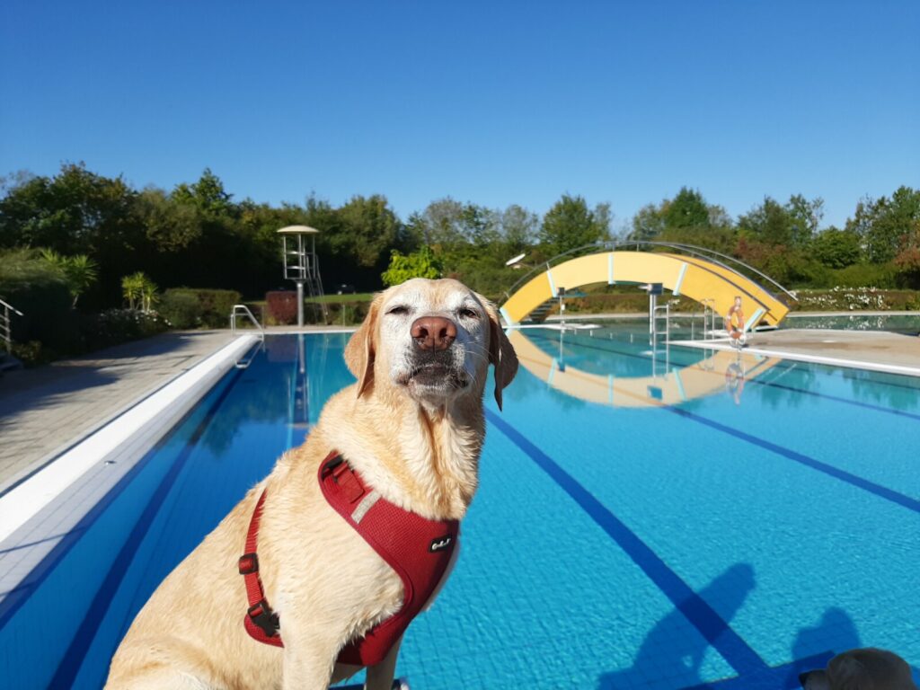 Labrador im Schwimmbad. Sonniger Tag